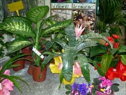 vivaiogarden