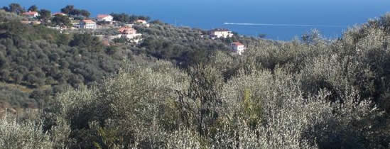 prodotti tipici Liguria: Olio extravergine di  Oliva